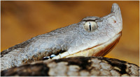 Schaufütterung im Vivarium